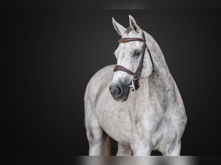 Holstein Mare 6 years 16 hh Grey in Zduchovice