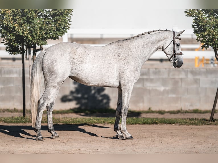 Holstein Mare 6 years 16 hh Grey in Zduchovice Holstein Mare 6 years 16 hh Grey in Zduchovice
