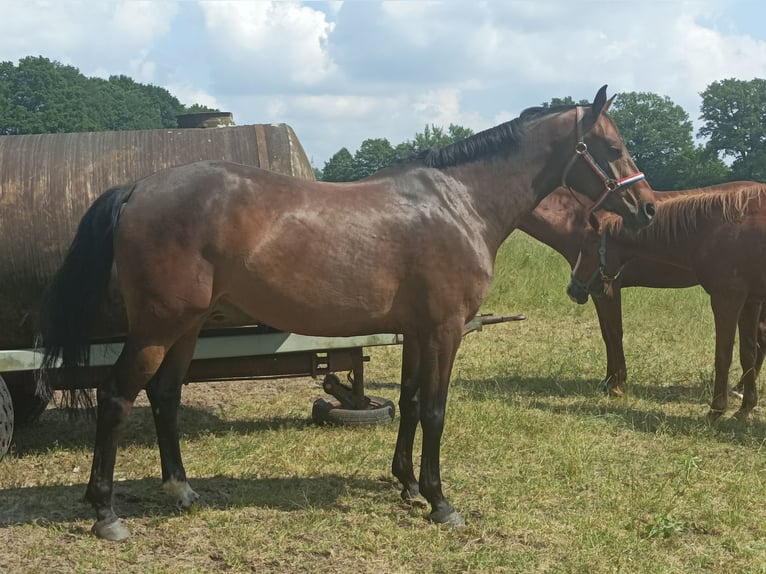 Holstein Mare 6 years 16,1 hh Bay-Dark in Elmenhorst
