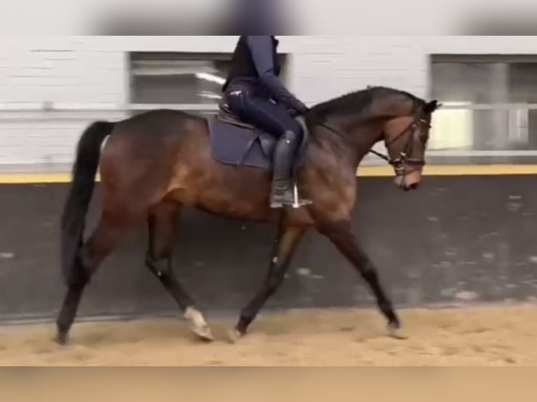 Holstein Mare 6 years 16,1 hh Bay-Dark in Elmenhorst