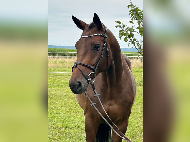 Holstein Mare 6 years 16,1 hh Bay-Dark in Gomadingen