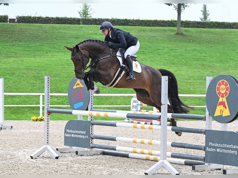 Holstein Mare 6 years 16,1 hh Bay-Dark in Gomadingen
