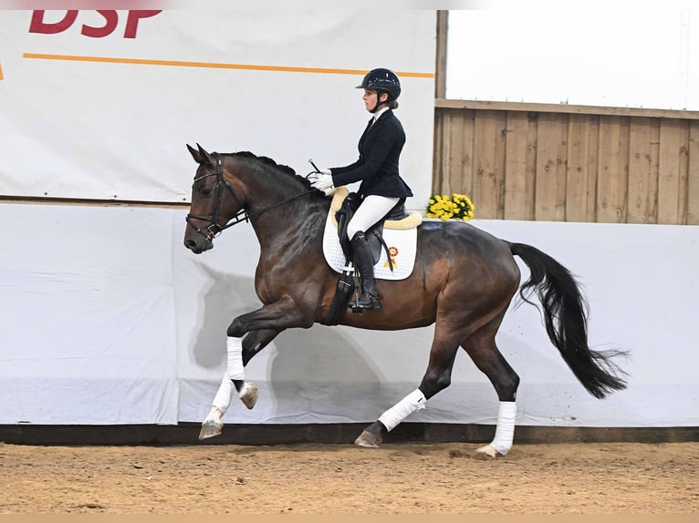 Holstein Mare 6 years 16,1 hh Bay-Dark in Gomadingen