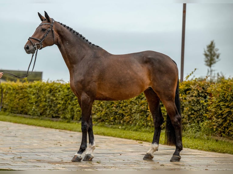 Holstein Mare 6 years 16,1 hh Bay-Dark in Gomadingen