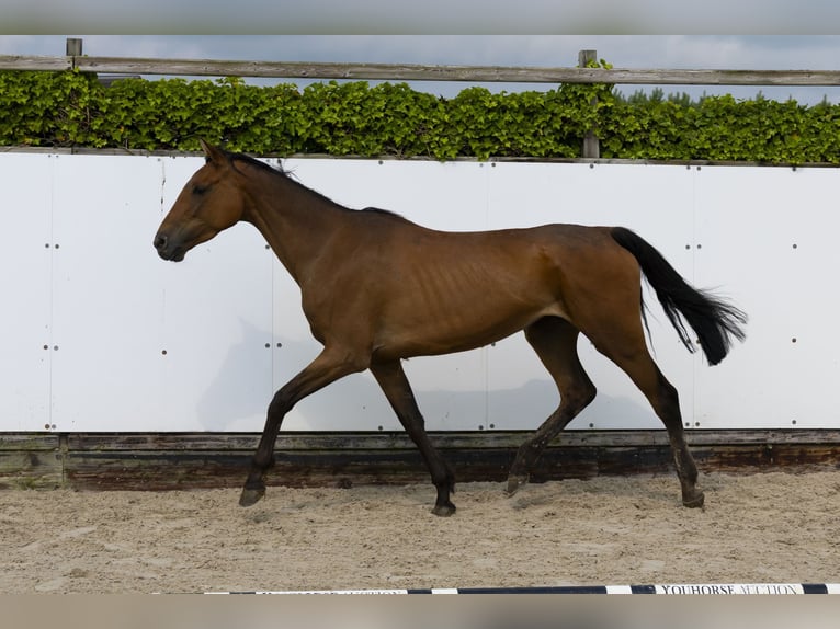 Holstein Mare 6 years 16,1 hh Bay-Dark in Waddinxveen