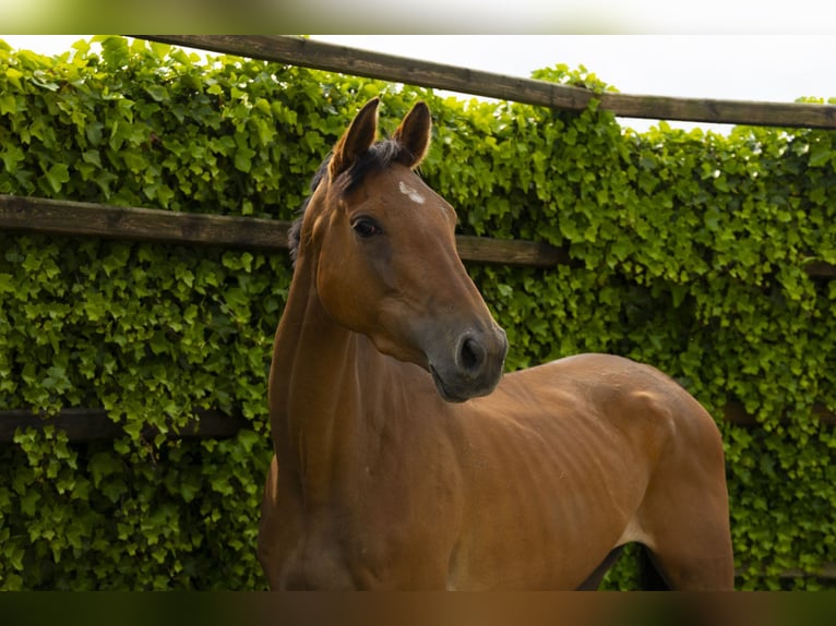 Holstein Mare 6 years 16,1 hh Bay-Dark in Waddinxveen