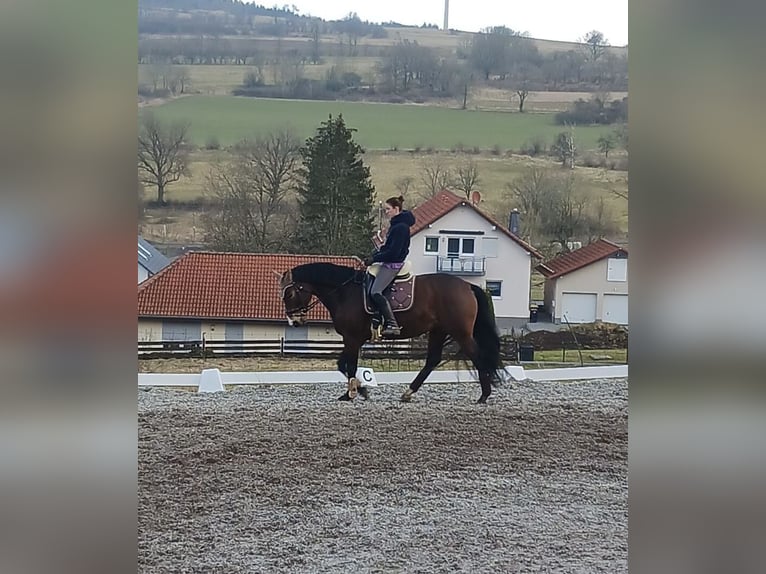 Holstein Mare 6 years 16,1 hh Brown in Ulrichstein