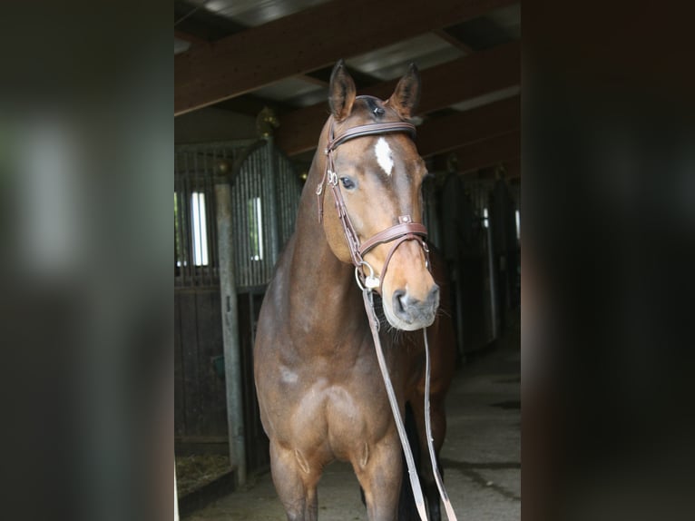 Holstein Mare 6 years 16,1 hh Brown in Ebenweiler