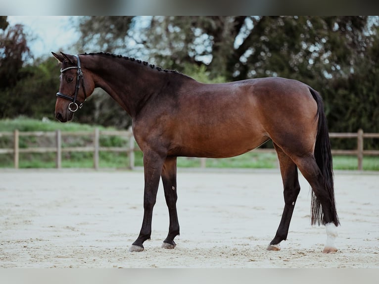Holstein Mare 6 years 16,1 hh Brown in Riedstadt