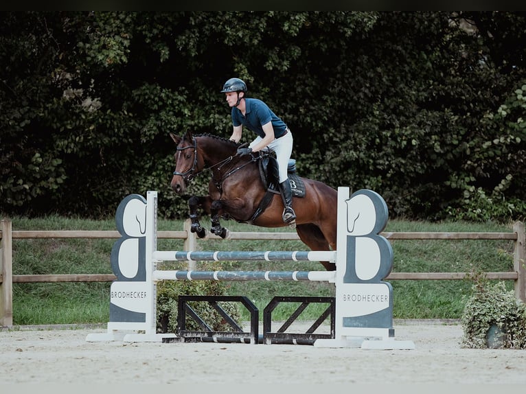 Holstein Mare 6 years 16,1 hh Brown in Riedstadt