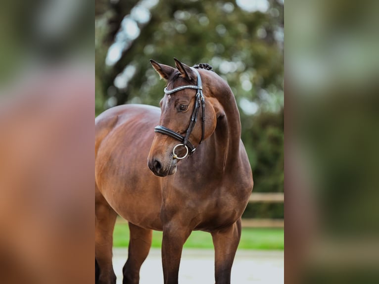 Holstein Mare 6 years 16,1 hh Brown in Riedstadt