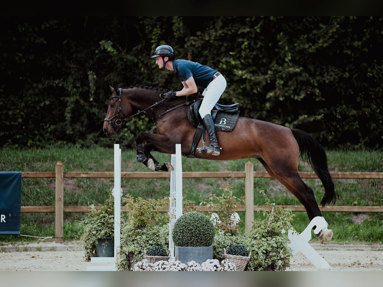 Holstein Mare 6 years 16,1 hh Brown in Riedstadt