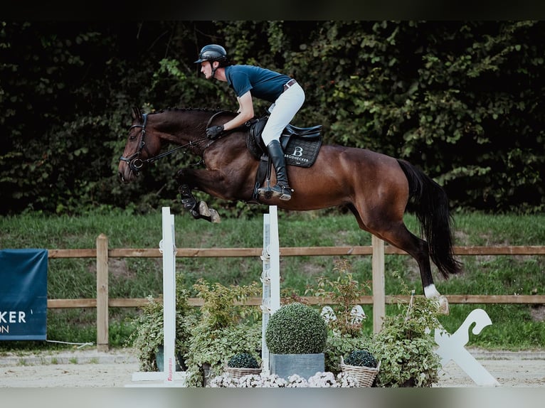 Holstein Mare 6 years 16,1 hh Brown in Riedstadt
