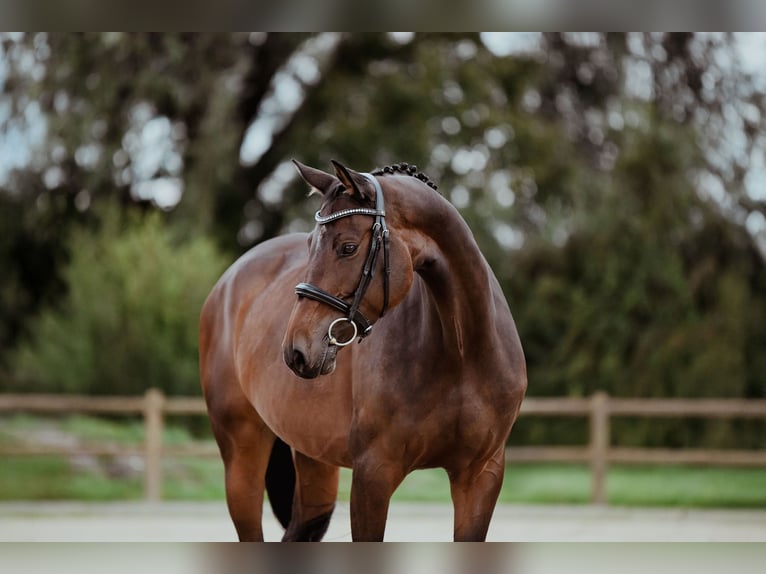 Holstein Mare 6 years 16,1 hh Brown in Riedstadt