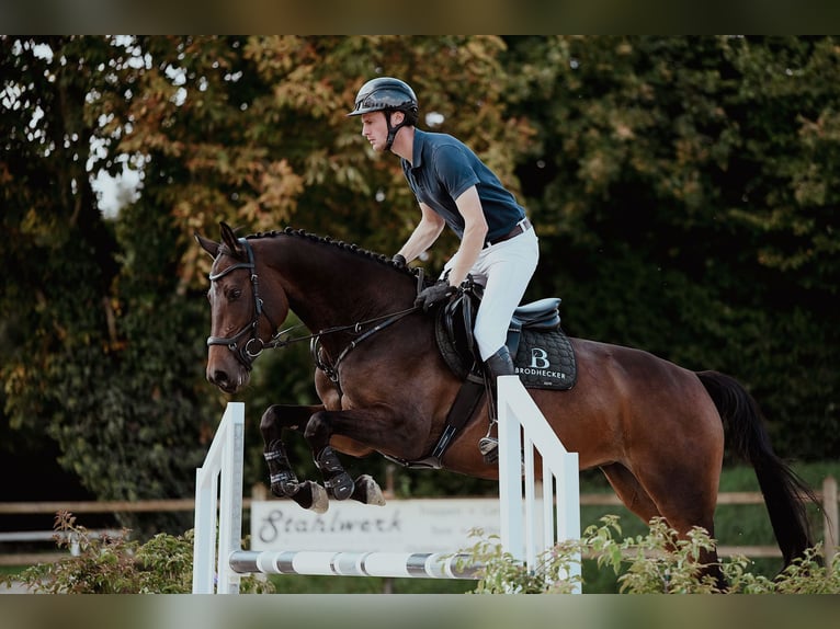 Holstein Mare 6 years 16,1 hh Brown in Riedstadt