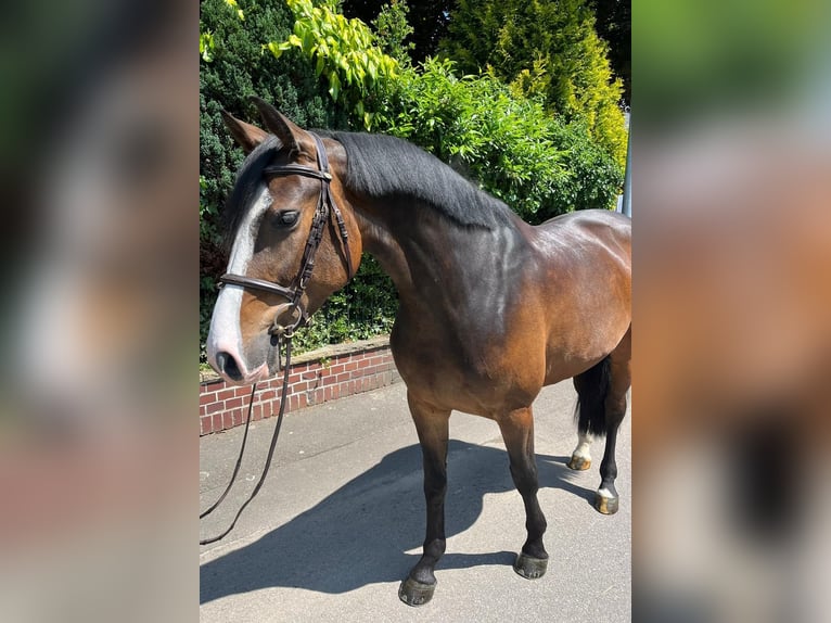 Holstein Mare 6 years 16,1 hh Brown in Auetal