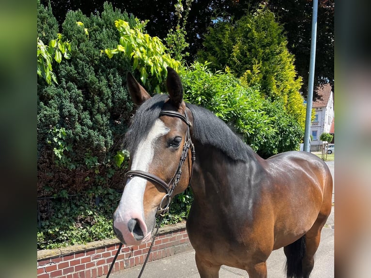 Holstein Mare 6 years 16,1 hh Brown in Auetal