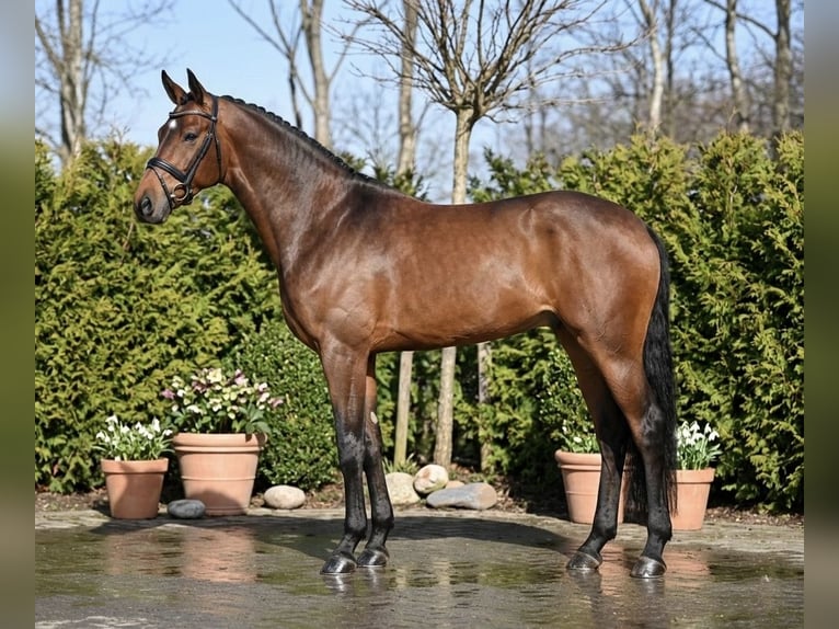 Holstein Mare 6 years 16,1 hh Brown in Mór