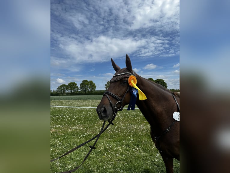 Holstein Mare 6 years 16,1 hh Chestnut in Pogeez