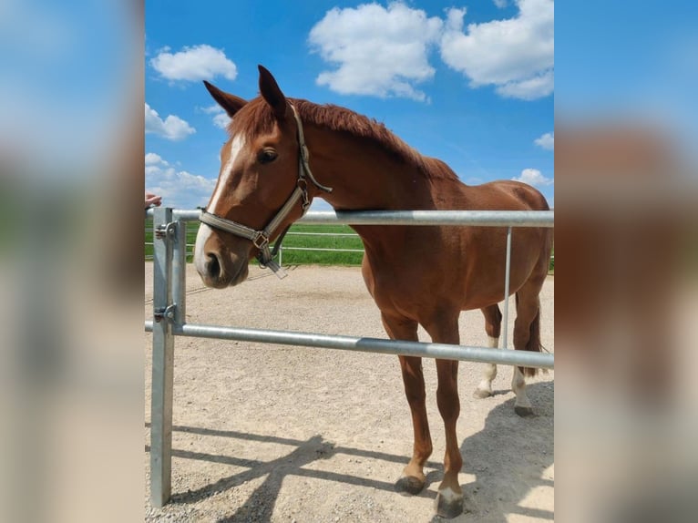 Holstein Mare 6 years 16,1 hh Chestnut-Red in Göttingen