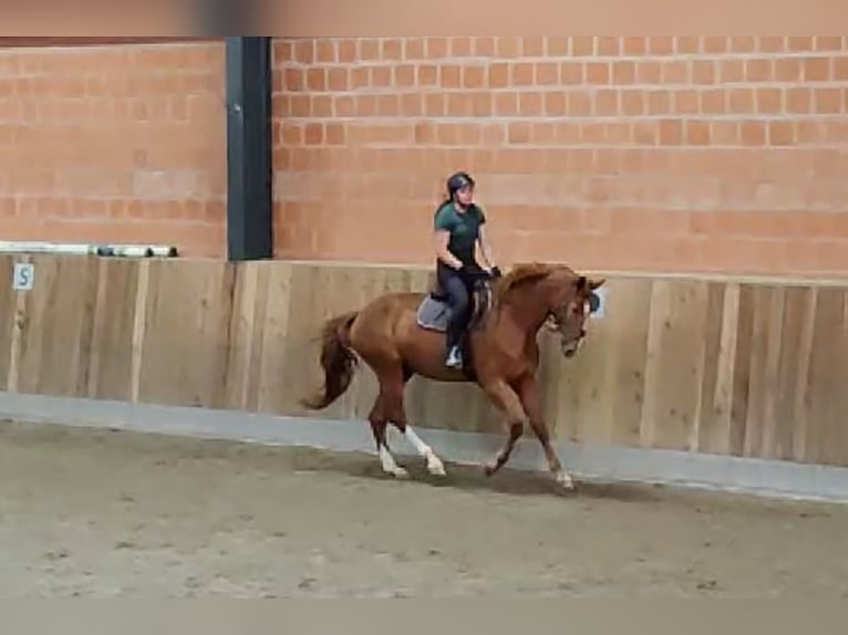 Holstein Mare 6 years 16,1 hh Chestnut-Red in Göttingen