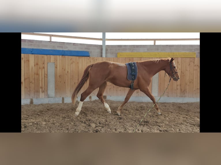 Holstein Mare 6 years 16,1 hh Chestnut-Red in Göttingen