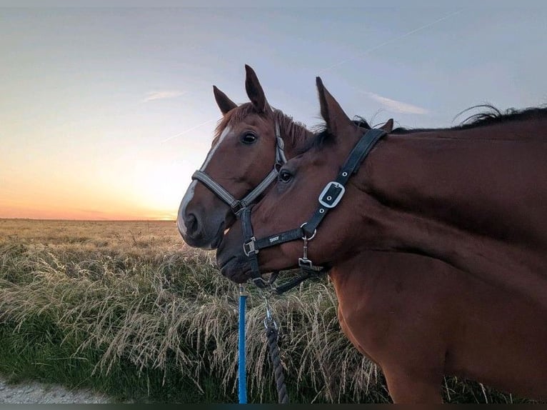 Holstein Mare 6 years 16,1 hh Chestnut-Red in Göttingen
