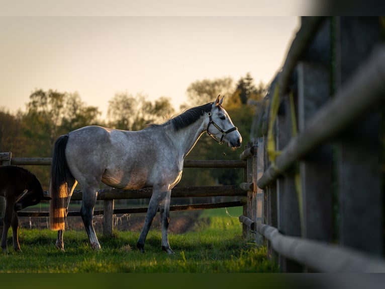 Holstein Mare 6 years 16,1 hh Grey in Ueckermünde