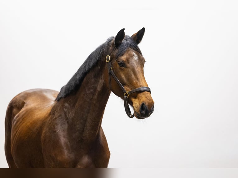 Holstein Mare 6 years 16,1 hh  in Waddinxveen