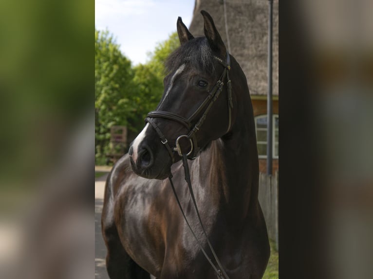 Holstein Mare 6 years 16,2 hh Black in Rodenbek