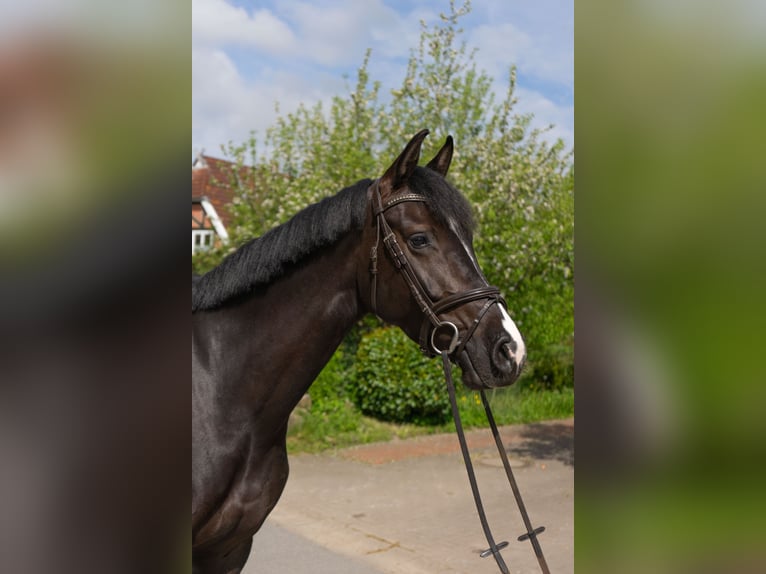 Holstein Mare 6 years 16,2 hh Black in Rodenbek