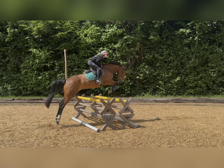 Holstein Mare 6 years 16,2 hh Brown in Hamburg Osdorf