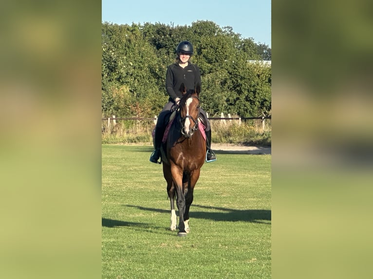 Holstein Mare 6 years 16,2 hh Brown in Hamburg Osdorf