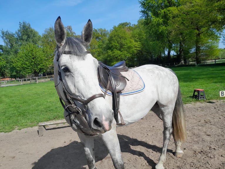 Holstein Mare 6 years 16,2 hh Gray in Drentwede