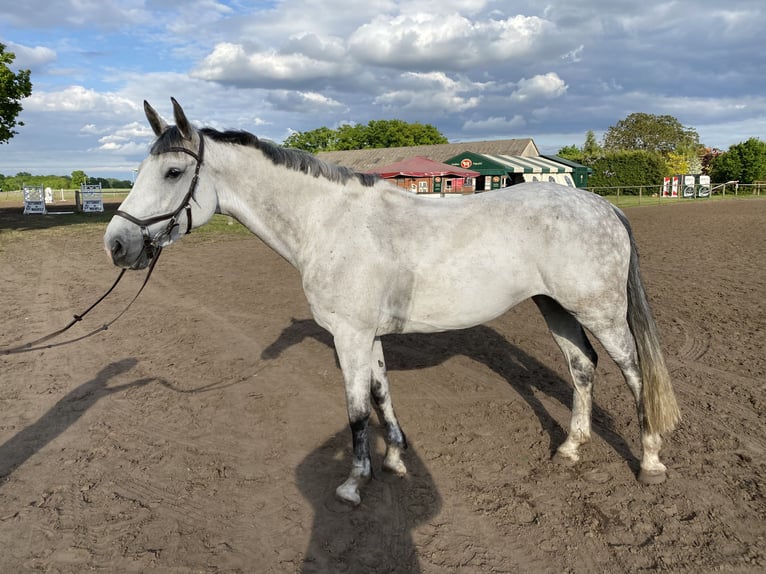 Holstein Mare 6 years 16,2 hh Gray in Drentwede