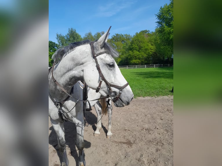 Holstein Mare 6 years 16,2 hh Gray in Drentwede