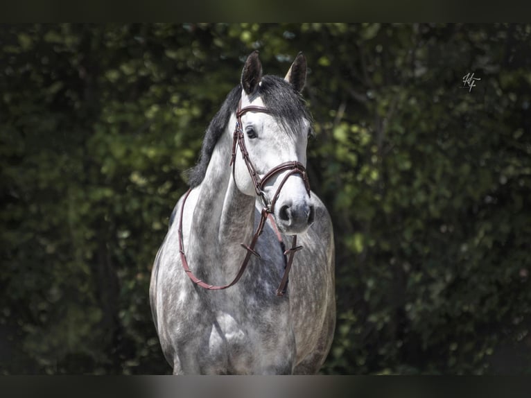 Holstein Mare 6 years 16,2 hh Gray in Rosenheim