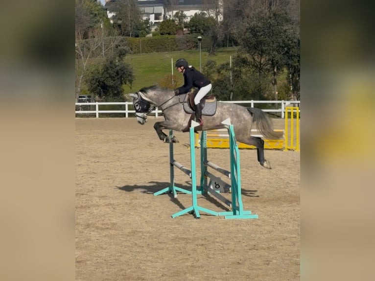 Holstein Mare 6 years 16,2 hh Grey-Dapple in Majadahonda