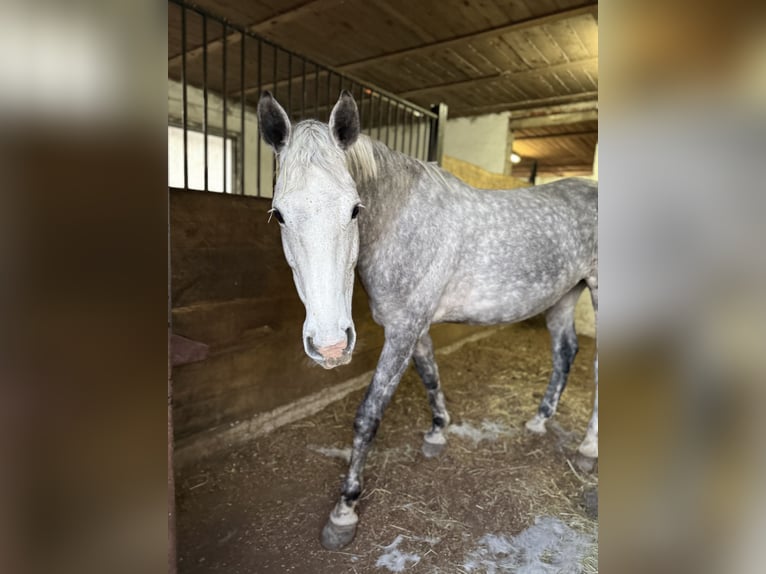 Holstein Mare 6 years 16,2 hh Grey-Dapple in Allersberg
