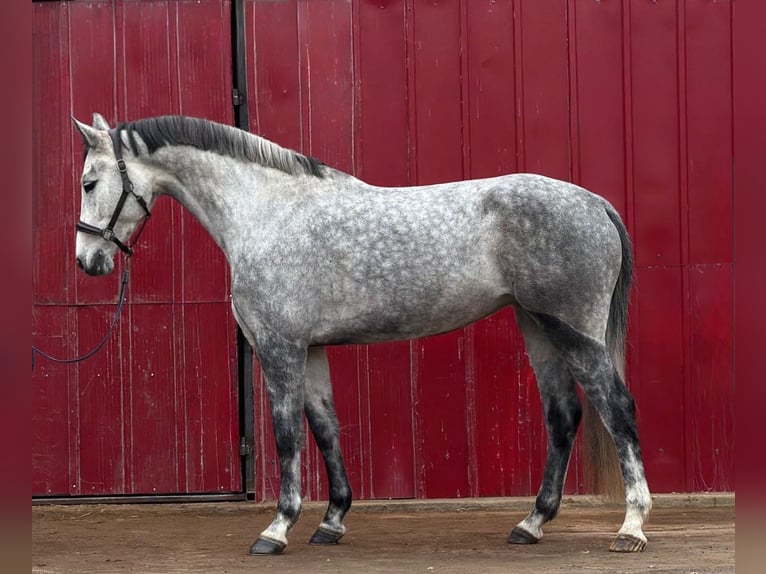 Holstein Mare 6 years 16,2 hh Grey-Dapple in Loipersbach im Burgenland
