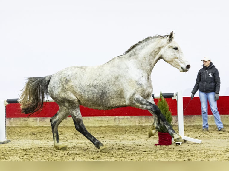 Holstein Mare 6 years 16,2 hh Grey in Waddinxveen