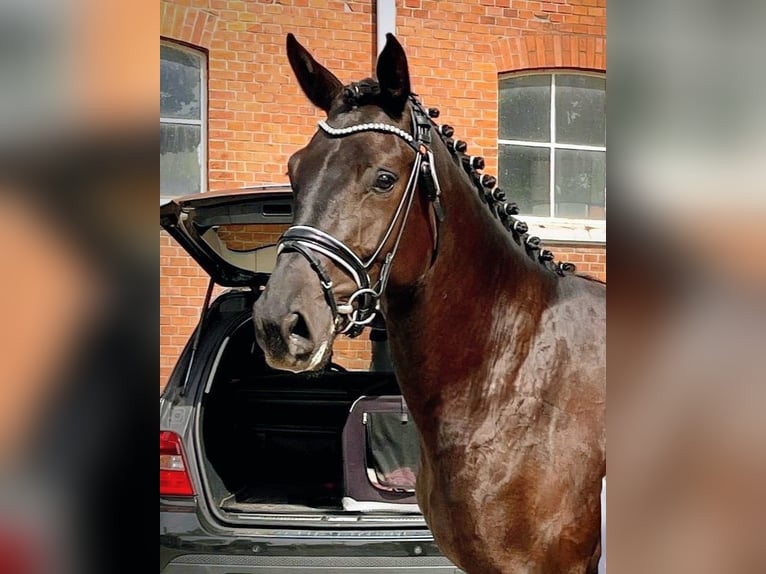 Holstein Mare 6 years 16,3 hh Black in Heidgraben