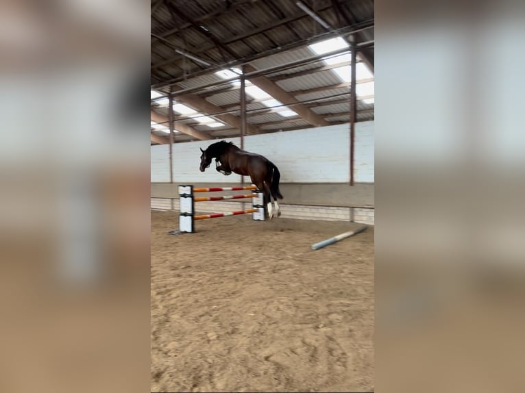 Holstein Mare 6 years 16,3 hh Brown in Babenhausen