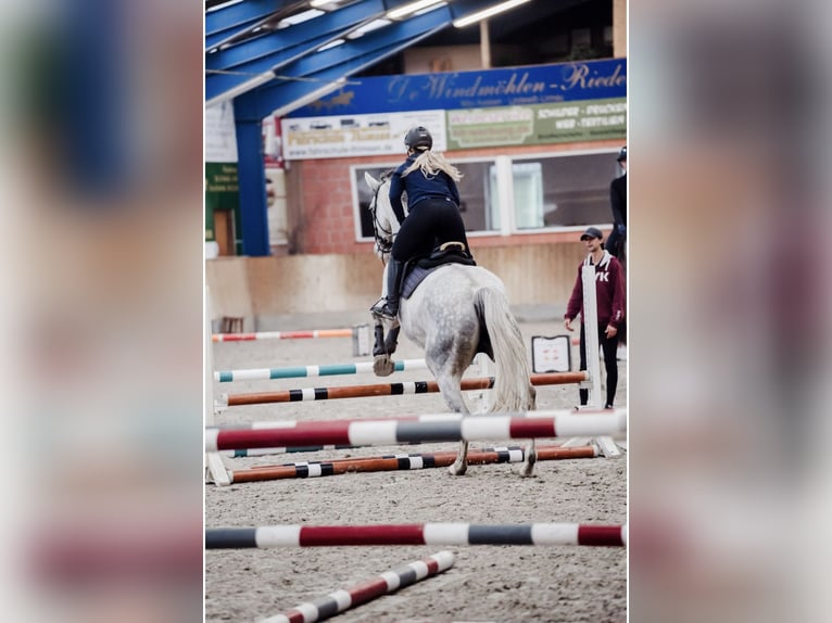 Holstein Mare 6 years 16,3 hh Grey in Schwentinental