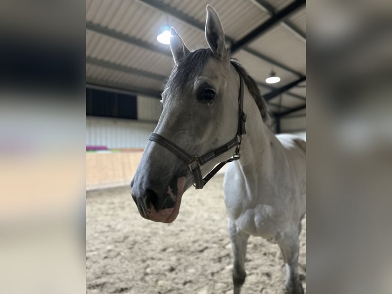 Holstein Mare 6 years 16,3 hh Grey in Schwentinental