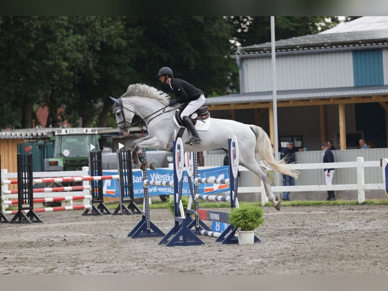 Holstein Mare 6 years 16,3 hh Grey in Schwentinental