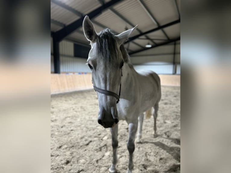 Holstein Mare 6 years 16,3 hh Grey in Schwentinental