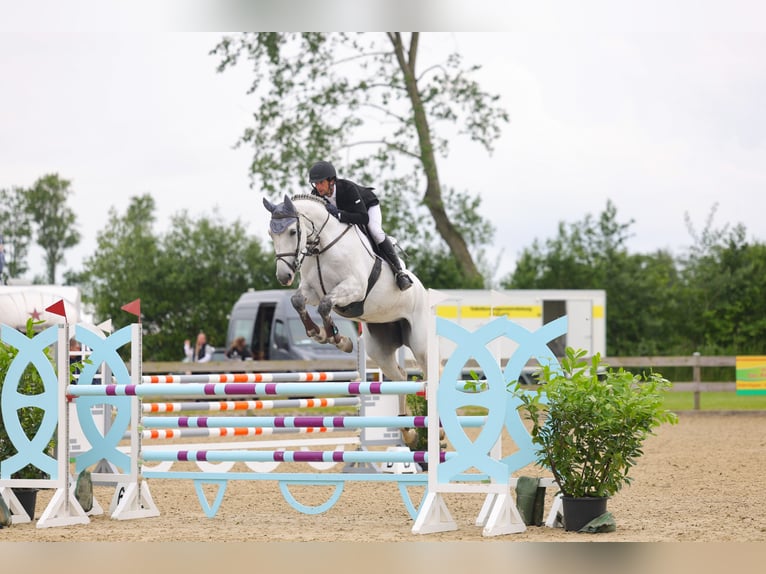 Holstein Mare 6 years 16,3 hh Grey in Schwentinental