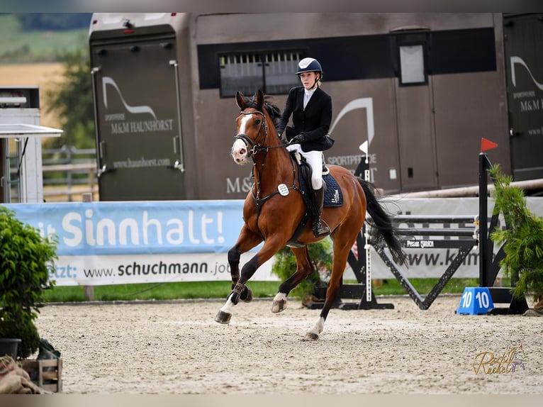 Holstein Mare 6 years 17,1 hh Brown in Schmilau