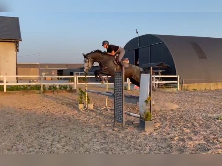 Holstein Mare 6 years 17,1 hh Gray-Dapple in Radziejów